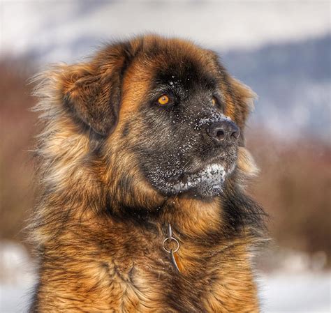 caucasian dog for sale|Iba pa.